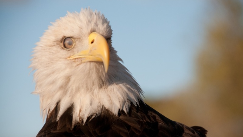 a close-up of an eagle