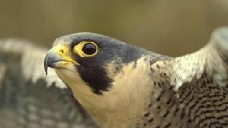 a peregrine falcon