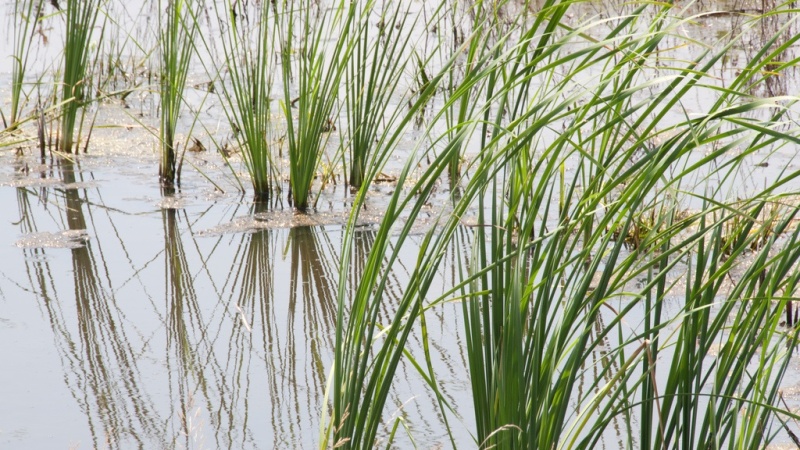 A close-up of a Missouri wetland