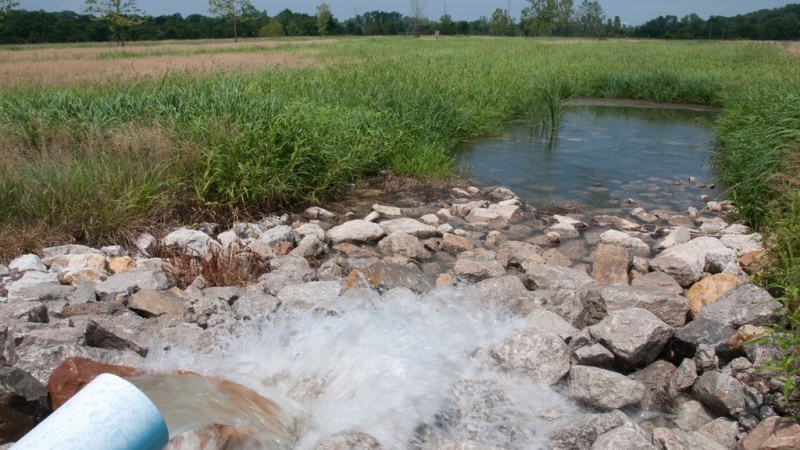 a wetland stream
